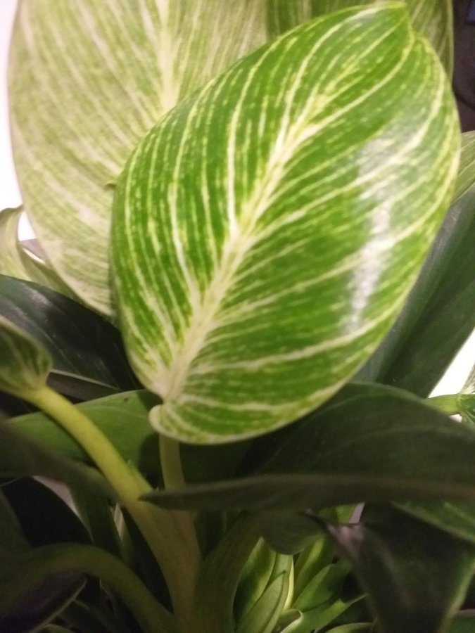 Philodendron White Measure Birkin med fin varigering på bladen!