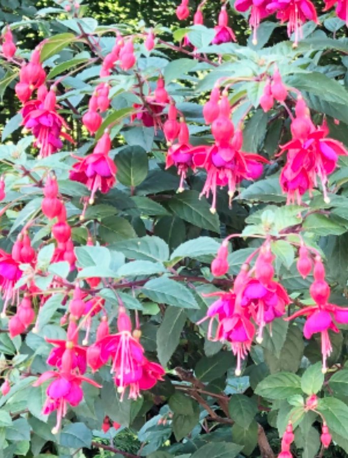 Fuchsia sorten heter 'Bernisser Hardy'