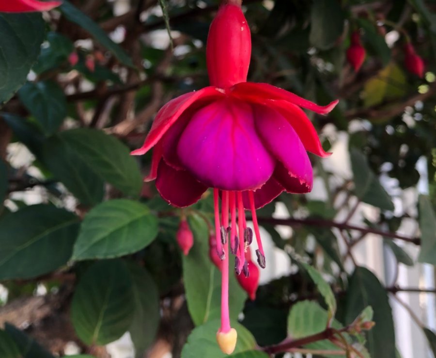 Fuchsia sorten heter 'Bernisser Hardy'