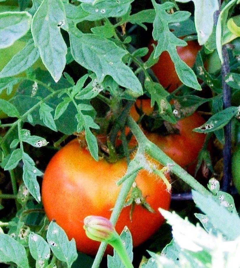 Silvery Fir Tree tomat - Mycket dekorativ tomatplanta med 'silver'blad - 5 frön