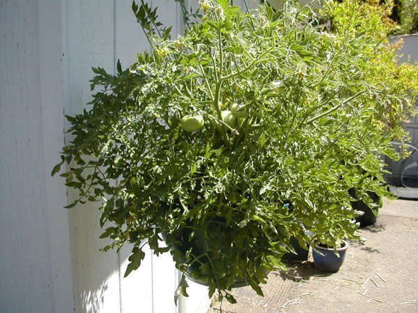 Silvery Fir Tree tomat - Mycket dekorativ tomatplanta med 'silver'blad - 5 frön