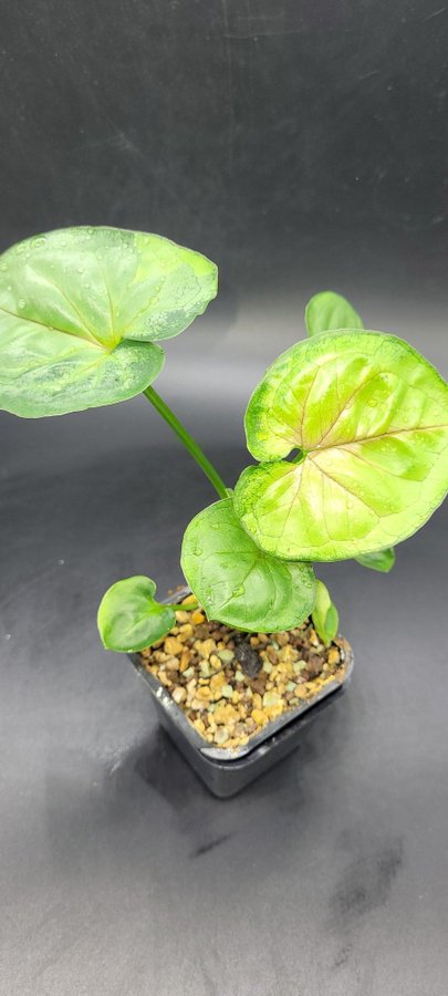 Syngonium podophyllum Bob allusion