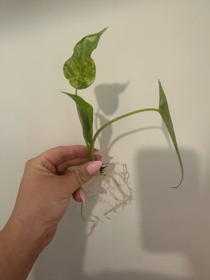 Alocasia Gageana Variegata