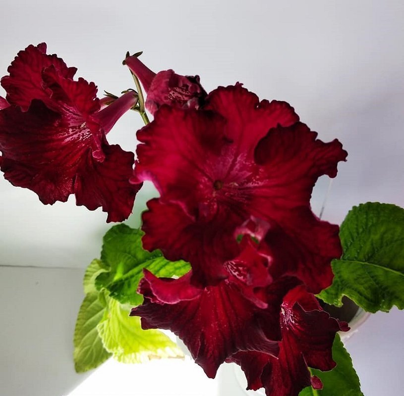 Streptocarpus UA-Karmen en ung planta bild 2