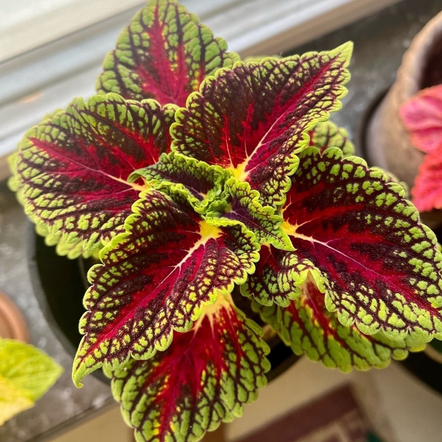 Stickling Palettblad Coleus Space Cake