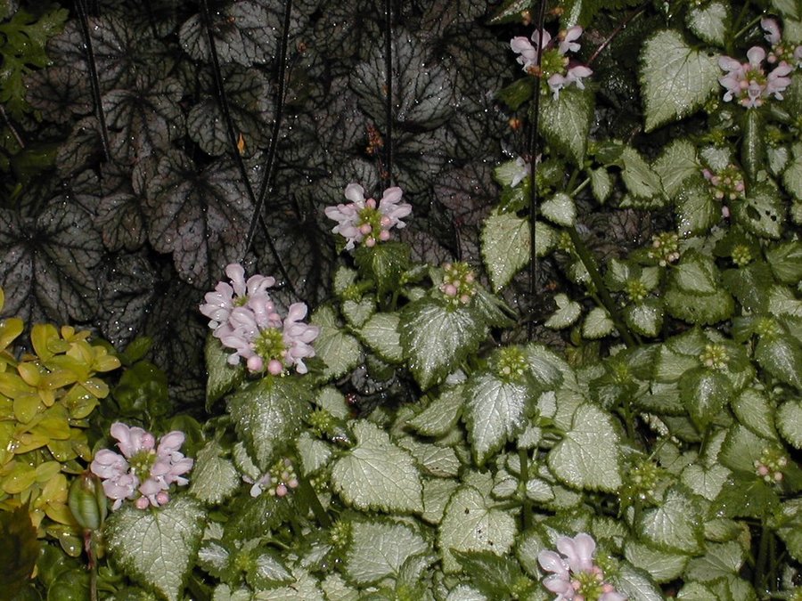 Rosenplister - Lamium maculatum "Beacon Silver"