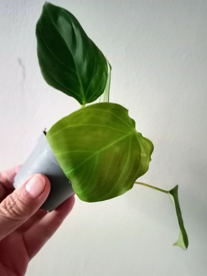 PHILODENDRON - planta