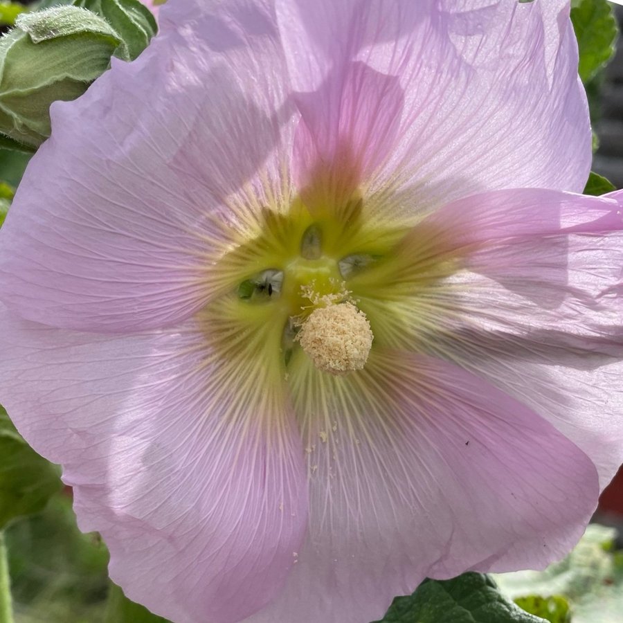 Cirka 30 Frön Från Ljusrosa Stockrosor