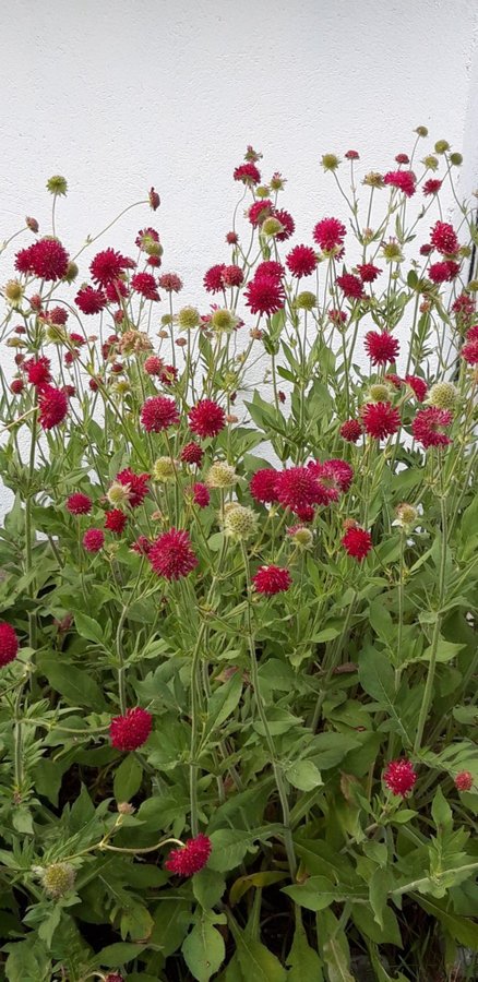 frön 30 frön grekisk vädd mörkröda blommor perenn