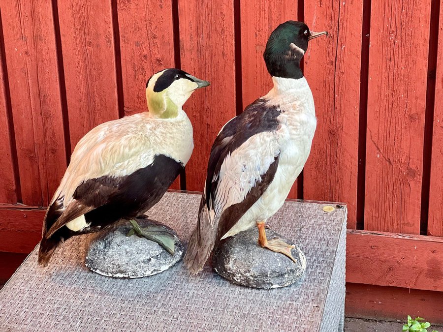 TAXIDERMI KONST,Två stycken uppstoppade fåglar,