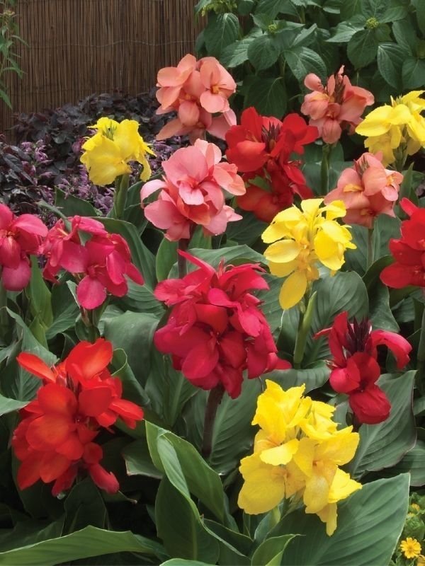 Kanna Canna Indica, flerårig, höjd 80-120 cm, blommar hela sommaren, 6 frön