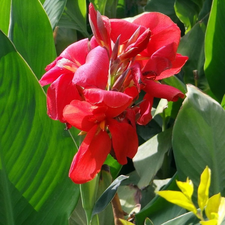 Kanna Canna Indica, flerårig, höjd 80-120 cm, blommar hela sommaren, 6 frön