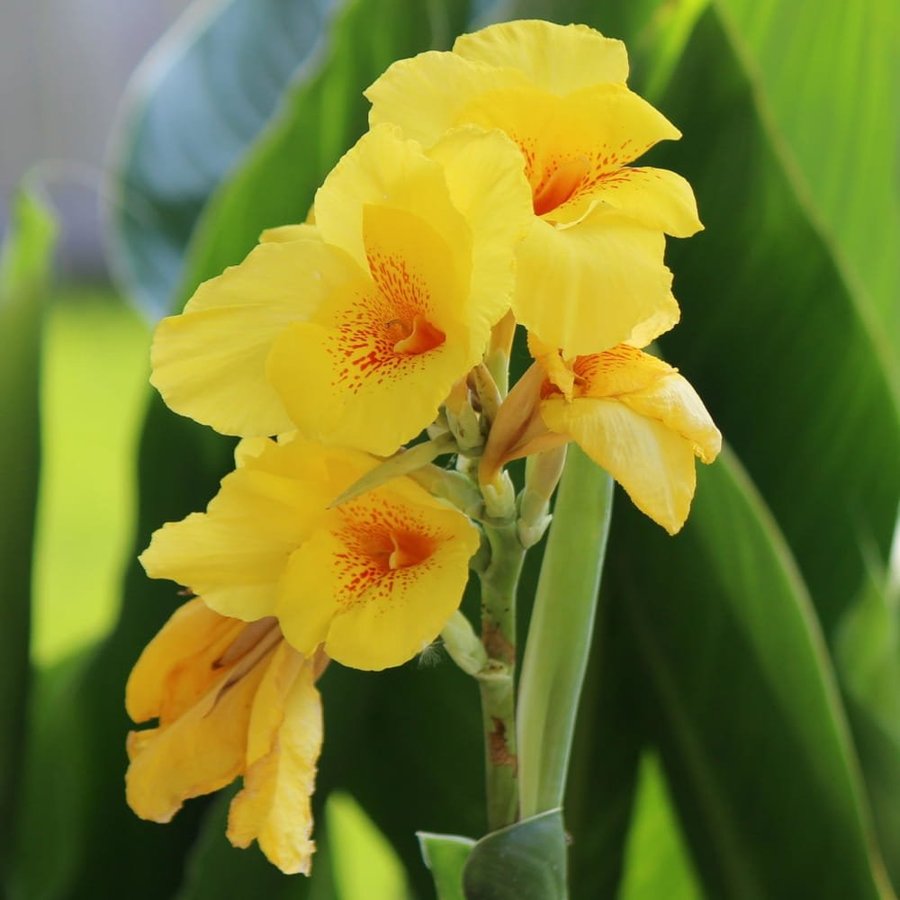 Kanna Canna Indica, flerårig, höjd 80-120 cm, blommar hela sommaren, 6 frön