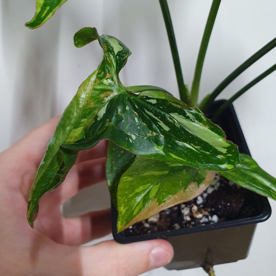 Syngonium podophyllum 'Red Spot Tricolor'