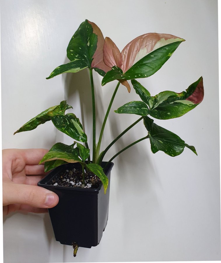 Syngonium podophyllum 'Red Spot Tricolor'