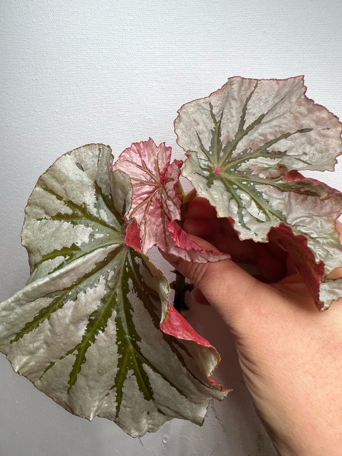 Begonia Looking glass