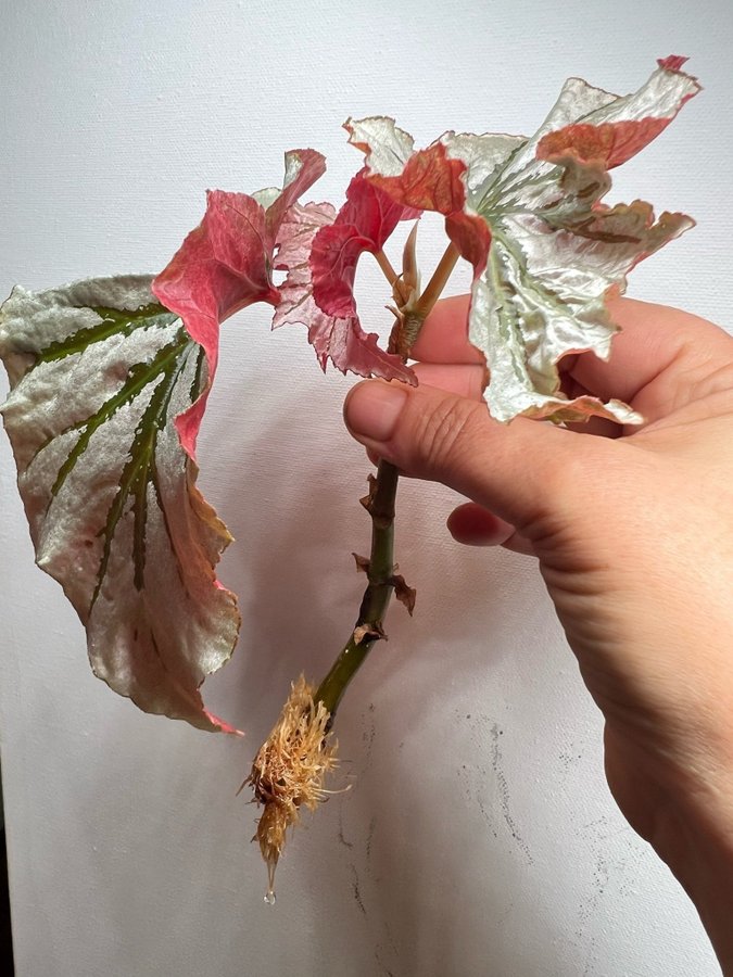 Begonia Looking glass