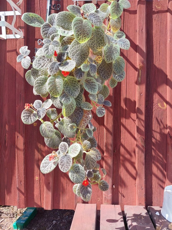 Episcia kopparblad Tiger strip