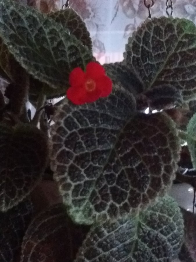 Episcia kopparblad Tiger strip