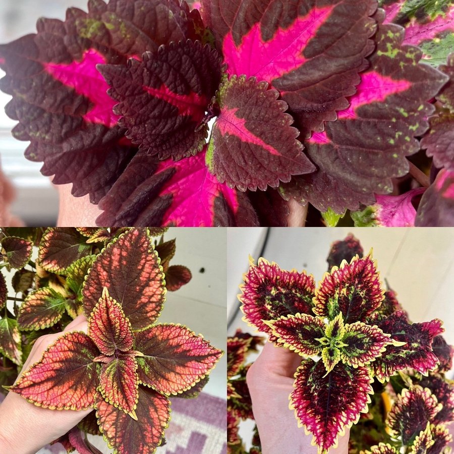 Rotade Sticklingar 3st Palettblad Coleus China Rose Havanna Stars of Pin