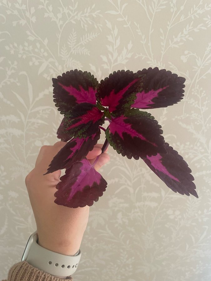 Coleus palettblad china rose