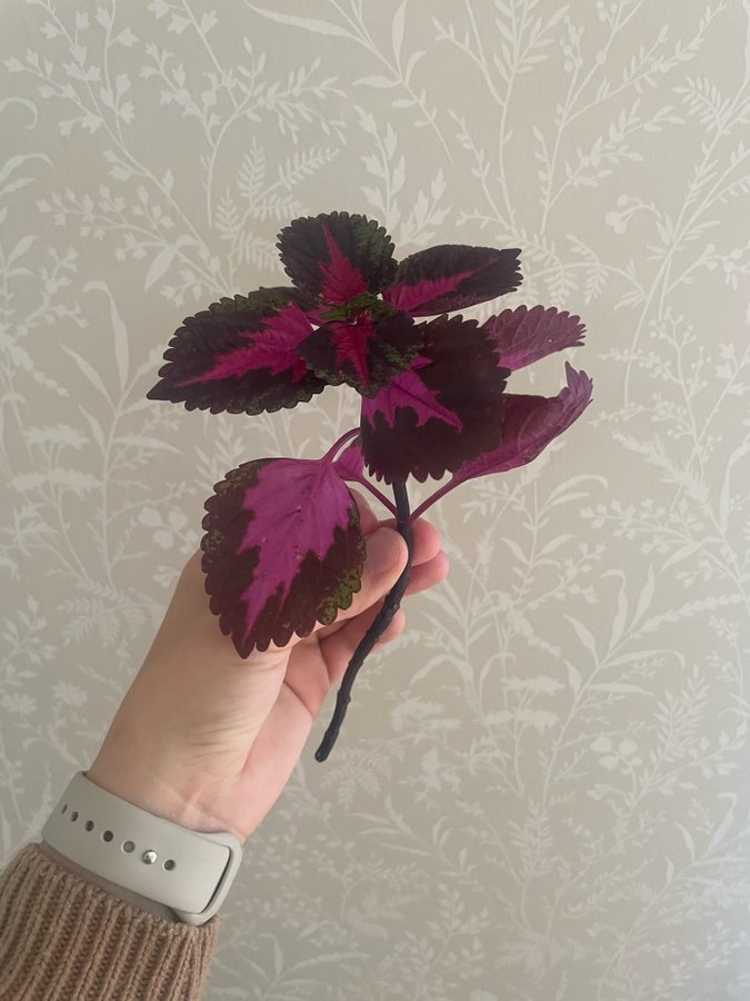 Coleus palettblad china rose