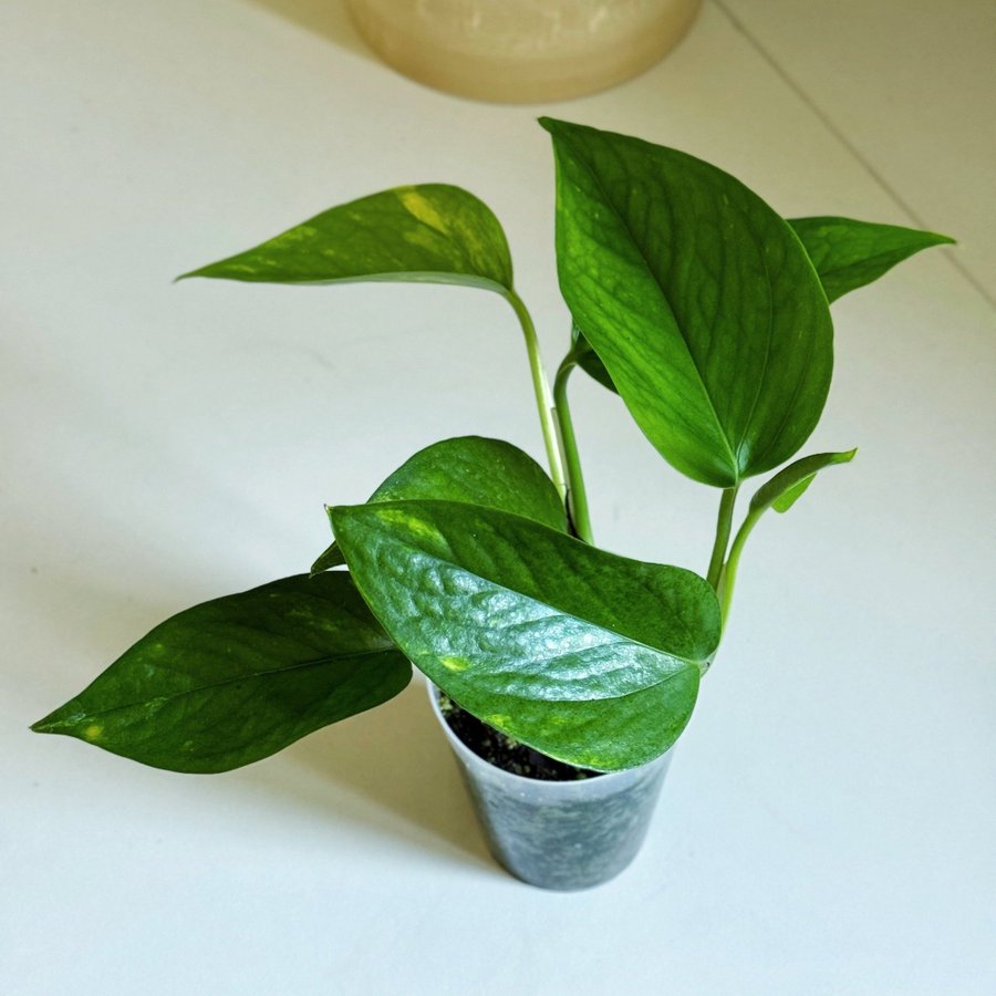 Epipremnum " AUREUM " Liten planta (Gullranka Pothos liknar monstera)