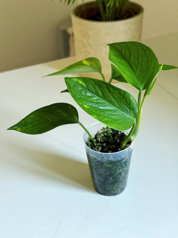 Epipremnum " AUREUM " Liten planta (Gullranka Pothos liknar monstera)