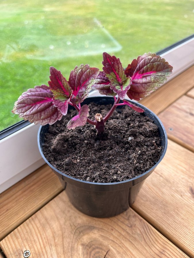 Coleus palettblad China Rose i kruka planta krukväxt