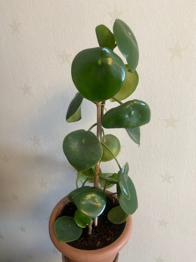 Sköldpeperomia, Peperomia polybotrya "Raindrop”