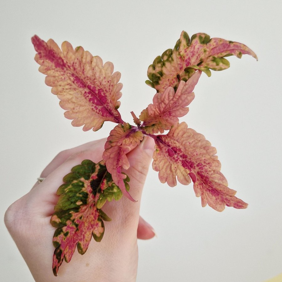 Palettblad/coleus • NN VILJA • rotad stickling #1