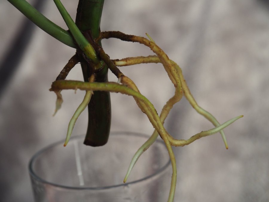 Philodendron Burle Marx Variegata planta