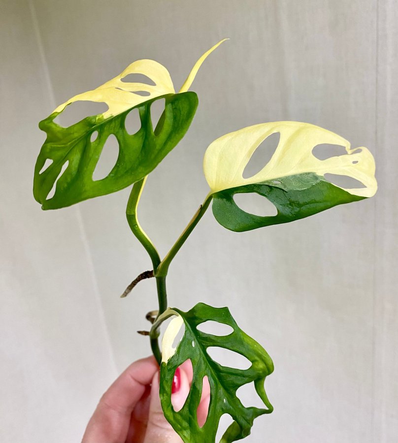 Monstera Laniata Albo Variegata