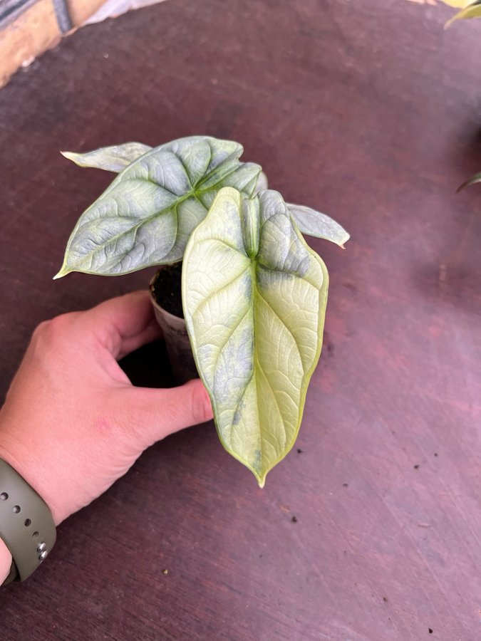 Alocasia Silver Dragon Variegata