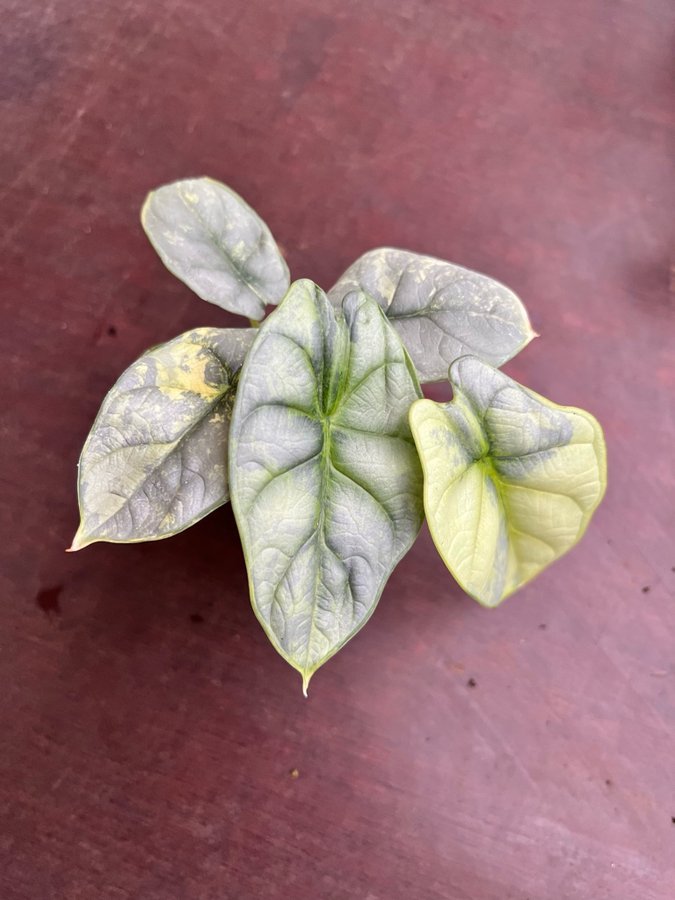 Alocasia Silver Dragon Variegata