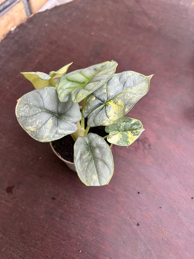 Alocasia Silver Dragon Variegata