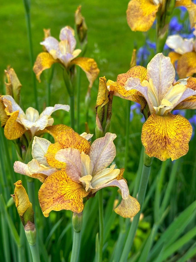 Iris siberica 'Peacock Butterfly™ Ginger Twist