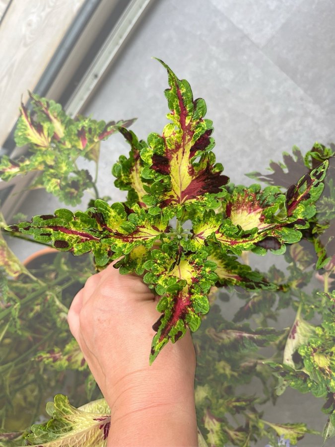 Palettblad/coleus stickling, FILIPPAFRÖIS