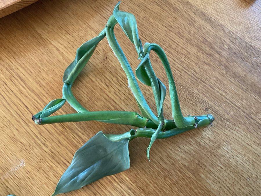 Philodendron “ Silver ?” stickling