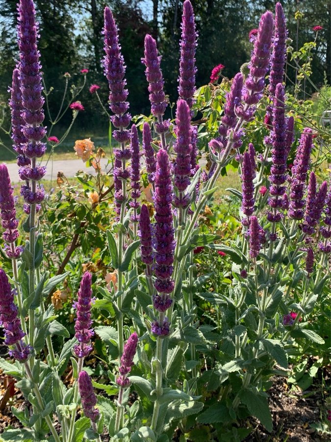 Spansk kattmynta (Nepeta tuberosa)