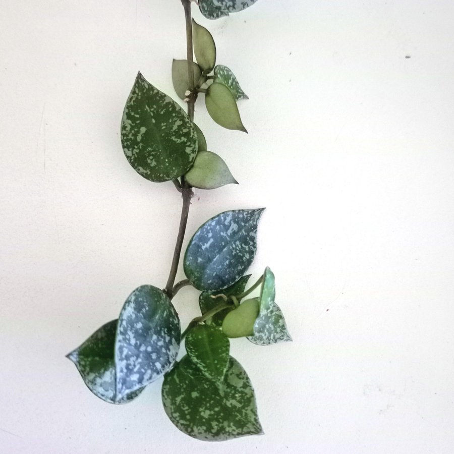 HOYA KROHNIANA " SUPER SILVER"I - stickling