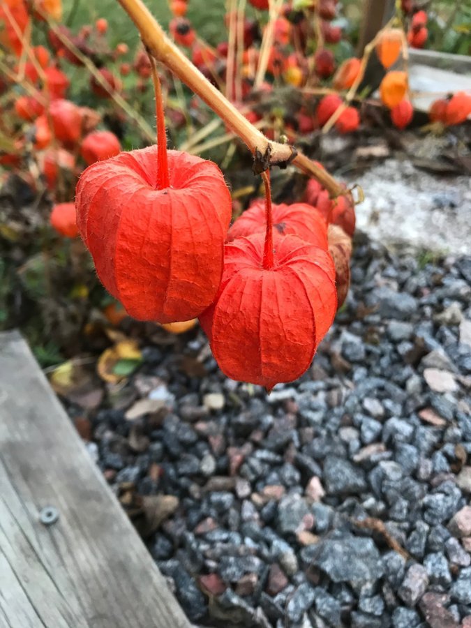 JAPANSK LYKTA - Perenn