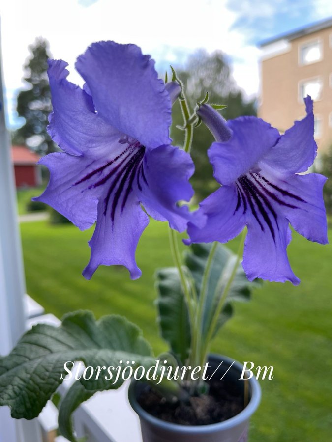 Streptocarpus av gammal sort