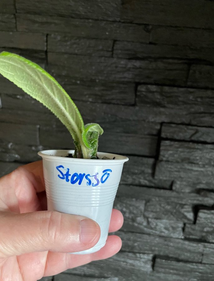 Streptocarpus av gammal sort