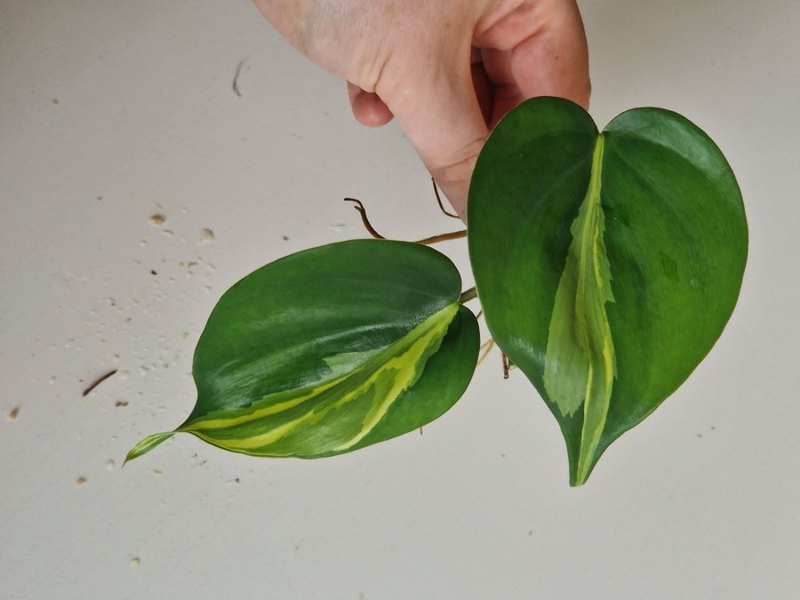 philodendron cream splash