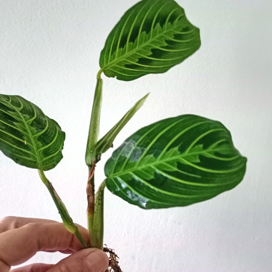 MARANTA " LEMON LIME" - planta