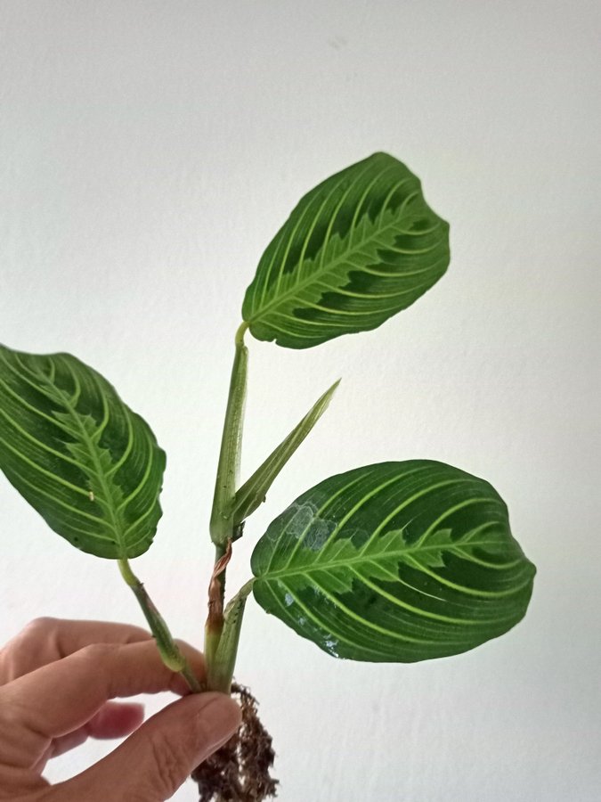 MARANTA " LEMON LIME" - planta