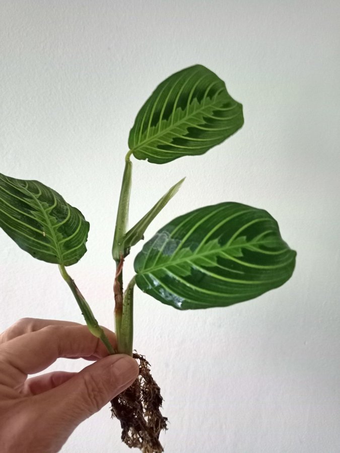 MARANTA " LEMON LIME" - planta