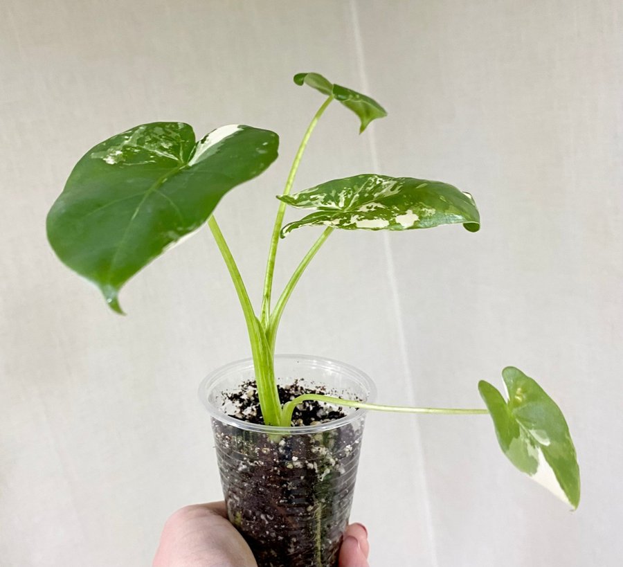 Alocasia Macrorrhiza Variegata