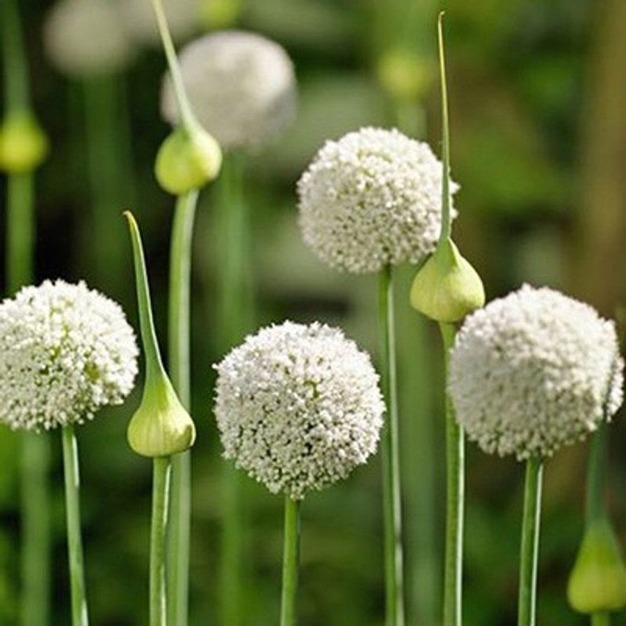 Allium 'Ping-Pong',7 lökar.